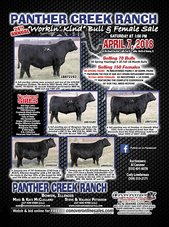 Workin Kind Bull and Female Sale